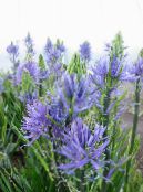 I fiori da giardino Camassia foto, caratteristiche azzurro