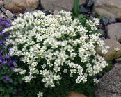 Gartenblumen Saxifraga foto, Merkmale weiß