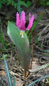 les fleurs du jardin Fauve Lys, Erythronium photo, les caractéristiques rose