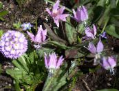 Gartenblumen Fawn Lily, Erythronium foto, Merkmale flieder