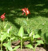 Gartenblumen Canna Lilie, Indische Schuss Werk foto, Merkmale rot