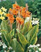 Garden Flowers Canna Lily, Indian shot plant photo, characteristics orange