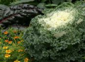Gartenblumen Blühen Kohl, Zierkohl, Collard, Grünkohl, Brassica oleracea foto, Merkmale weiß