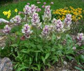 I fiori da giardino Indian Pennello, Castilleja foto, caratteristiche lilla