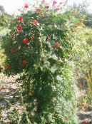 Gartenblumen Kardinal Bergsteiger, Zypresse-Rebe, Indisches Rosa, Ipomoea quamoclit foto, Merkmale rot