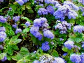 Floss Flower (Ageratum houstonianum) light blue, characteristics, photo