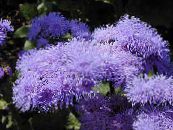 Floss Flower (Ageratum houstonianum) lilac, characteristics, photo