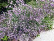 Garden Flowers Sea lavender, Limonium platyphyllum photo, characteristics lilac