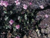 les fleurs du jardin Rosebay Épilobe, Epilobium photo, les caractéristiques rose