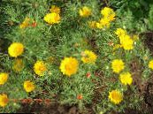 Gartenblumen Cladanthus foto, Merkmale gelb