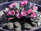 les fleurs du jardin Alpine Beauté De Printemps, Claytonia megarhiza photo, les caractéristiques rose