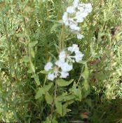 les fleurs du jardin Clarkia, Guirlande De Fleurs, Guirlande De Montagne photo, les caractéristiques blanc