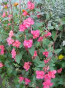 Gartenblumen Clarkia, Girlande Blume, Bergkranz foto, Merkmale rosa