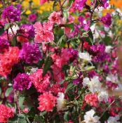 les fleurs du jardin Clarkia, Guirlande De Fleurs, Guirlande De Montagne photo, les caractéristiques rouge
