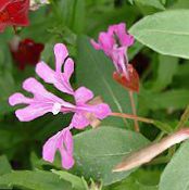  Clarkia, Garland Flower, Mountain Garland photo, characteristics pink