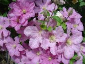 Garden Flowers Clematis photo, characteristics pink