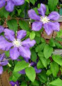Garden Flowers Clematis photo, characteristics lilac