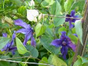 Gartenblumen Klematis, Clematis foto, Merkmale blau
