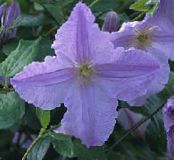 les fleurs du jardin Clématite, Clematis photo, les caractéristiques bleu ciel