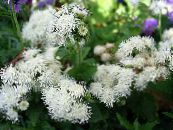 Floss Flower (Ageratum houstonianum) white, characteristics, photo