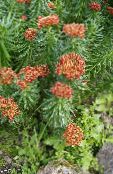 Garden Flowers Rhodiola, Roseroot, Sedum, Leedy's Roseroot, Stonecrop photo, characteristics red