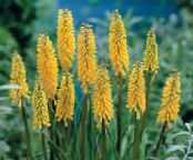 Garden Flowers Red hot poker, Torch Lily, Tritoma, Kniphofia photo, characteristics yellow