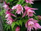 les fleurs du jardin Atragene, Clématite À Petites Fleurs photo, les caractéristiques rose