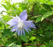Gartenblumen Atragene, Kleinblumige Clematis foto, Merkmale hellblau