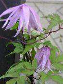 les fleurs du jardin Atragene, Clématite À Petites Fleurs photo, les caractéristiques lilas