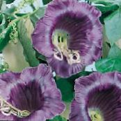 Garden Flowers Cathedral Bells, Cup and saucer plant, Cup and saucer vine, Cobaea scandens photo, characteristics purple
