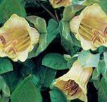 Garden Flowers Cathedral Bells, Cup and saucer plant, Cup and saucer vine, Cobaea scandens photo, characteristics yellow