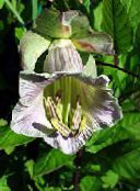 Garden Flowers Cathedral Bells, Cup and saucer plant, Cup and saucer vine, Cobaea scandens photo, characteristics lilac