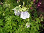 Gartenblumen Motorhaube Glockenblume, Codonopsis foto, Merkmale hellblau