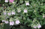 I fiori da giardino Cofano Campanula, Codonopsis foto, caratteristiche bianco