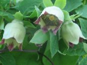 Gartenblumen Motorhaube Glockenblume, Codonopsis foto, Merkmale grün
