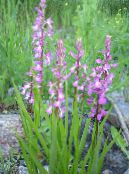 Garden Flowers Fragrant Orchid, Mosquito Gymnadenia photo, characteristics pink
