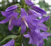 I fiori da giardino Adenophora, Campane Signora foto, caratteristiche lilla