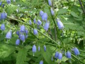 Gartenblumen Adenophora, Dame Glocken foto, Merkmale hellblau