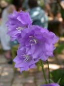 les fleurs du jardin Campanule, Campanula photo, les caractéristiques lilas