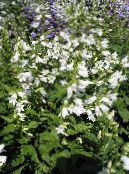 I fiori da giardino Campanula foto, caratteristiche bianco