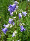Gartenblumen Glockenblume, Campanula foto, Merkmale hellblau