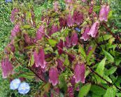 Campanula, Bellflower  burgundy, characteristics, photo