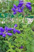 I fiori da giardino Campanula foto, caratteristiche blu