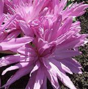 I fiori da giardino Falso Crocus Autunno, Colchico Appariscente, Donne Nude, Lo Zafferano Prato, Colchicum foto, caratteristiche rosa