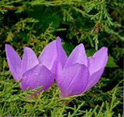 les fleurs du jardin Fausse Crocus D'automne, Colchique Voyantes, Femmes Nues, Le Safran Prairie, Colchicum photo, les caractéristiques lilas