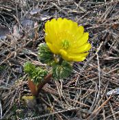 Amur Adonis (Adonis amurensis) jaune, les caractéristiques, photo