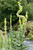 les fleurs du jardin Molène Ornementale, Verbascum photo, les caractéristiques jaune