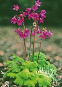Garden Flowers Cortusa, Alpine Bells photo, characteristics pink