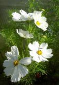 I fiori da giardino Cosmo, Cosmos foto, caratteristiche bianco