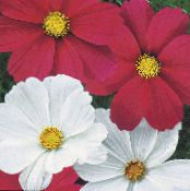 I fiori da giardino Cosmo, Cosmos foto, caratteristiche rosso
